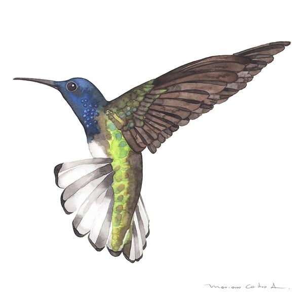 Colibrí azul vuelo, acuarela