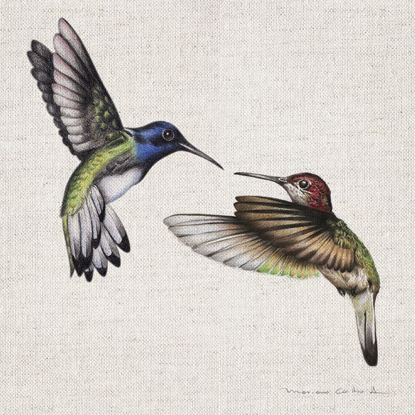 Colibríes pareja, lápiz