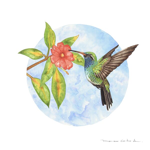 Colibríes circular 2, acuarela